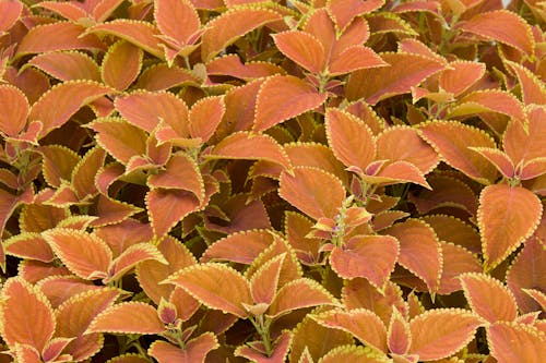 Free stock photo of bush, bushes, leaf Stock Photo
