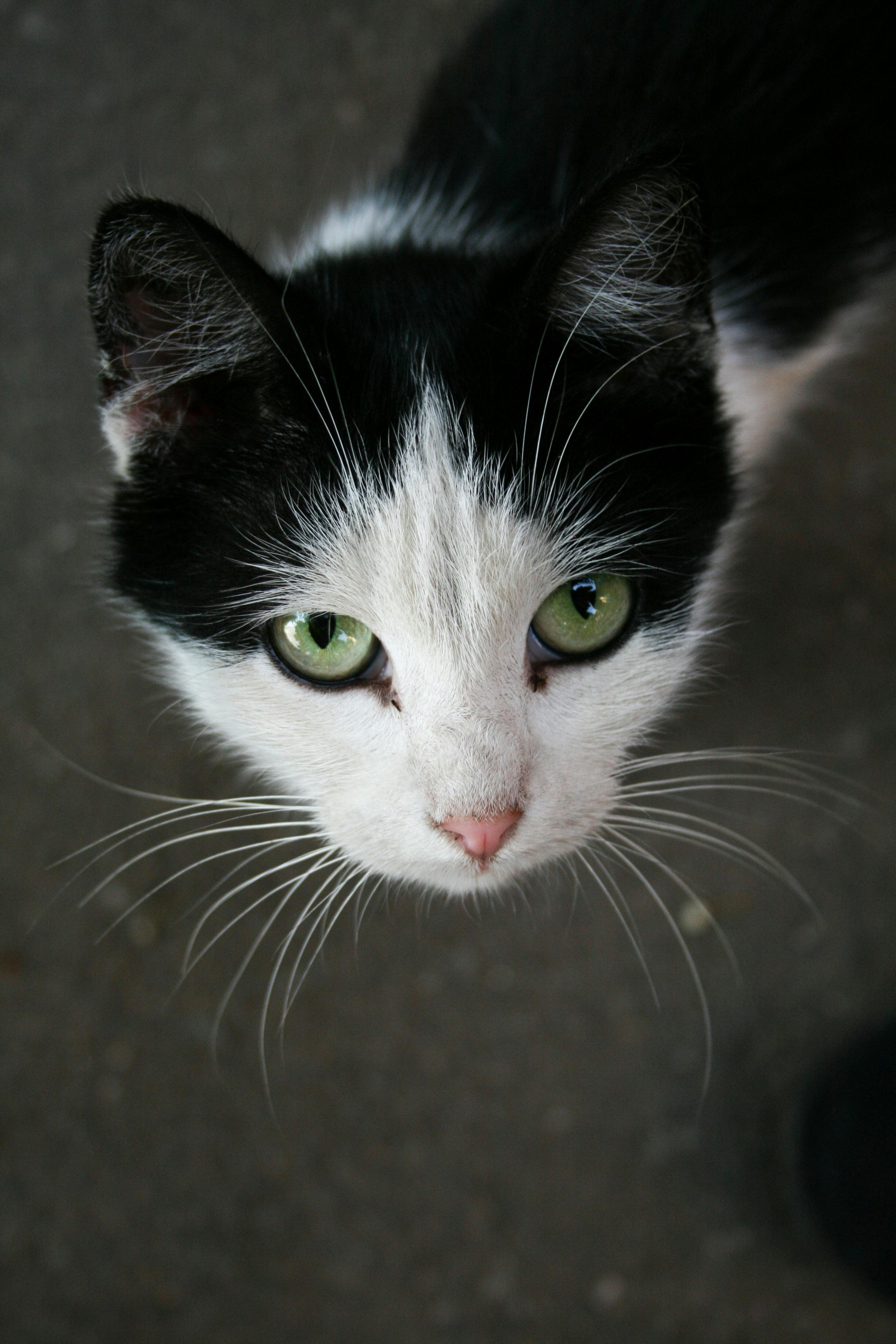 close up portrait of cat