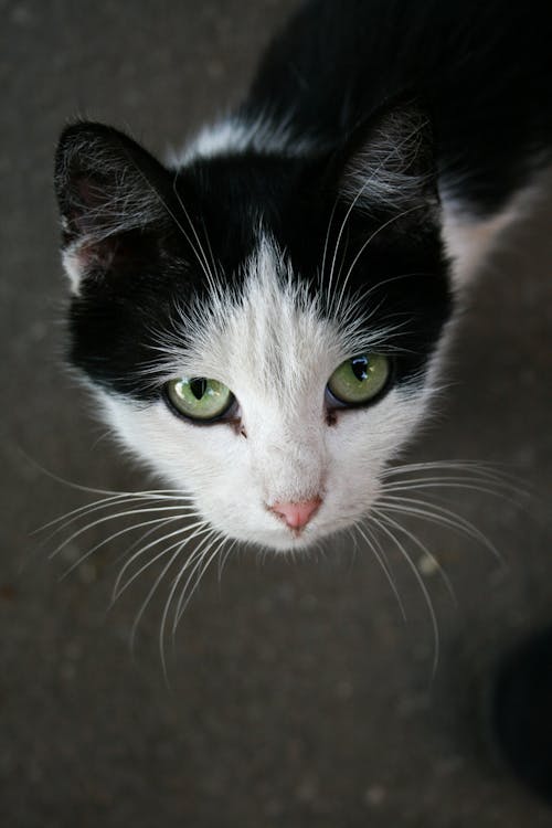 бесплатная Макро портрет кошки Стоковое фото