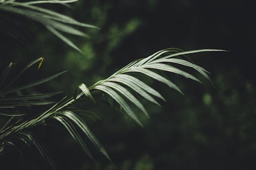 绿叶植物的选择性聚焦摄影