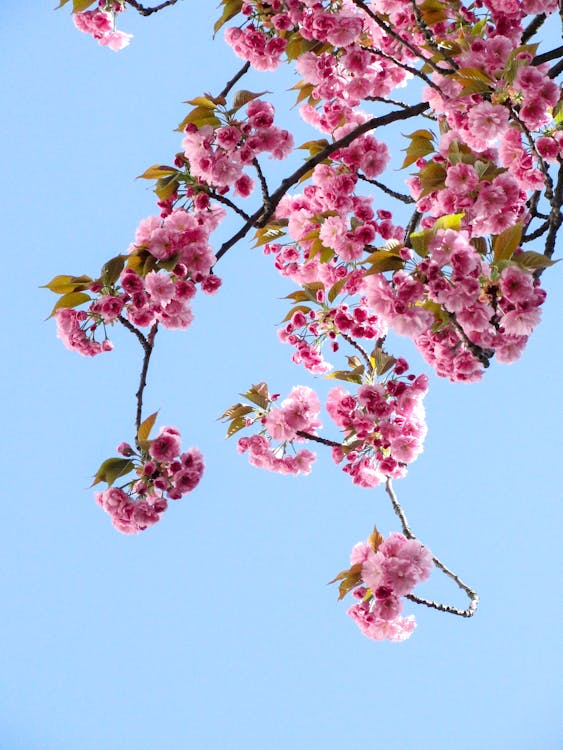 Free 青い空を背景にピンクの花のローアングルビュー Stock Photo