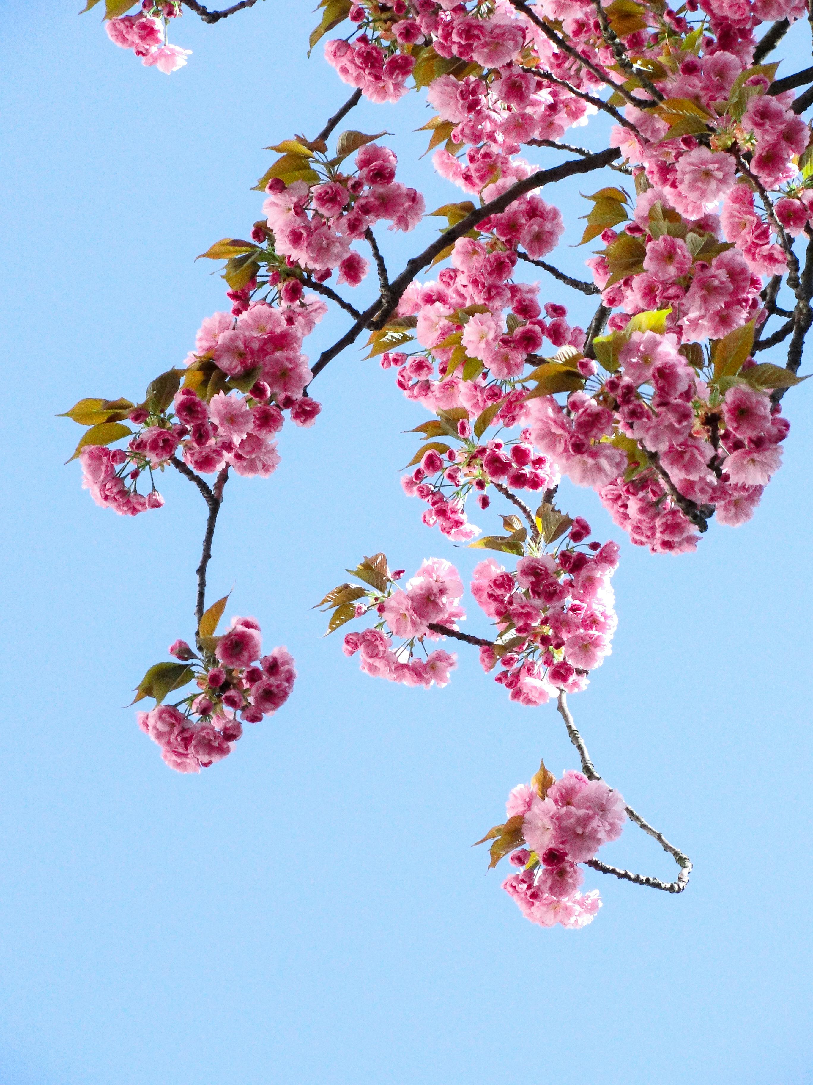 23 Best Free Spring Backgrounds and Wallpapers