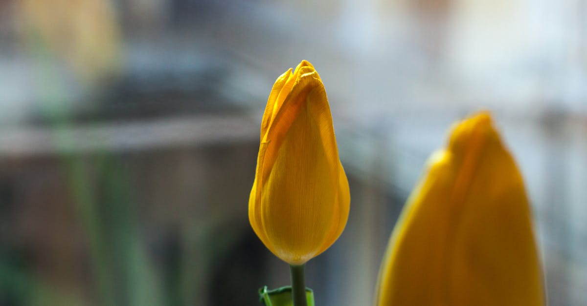 Free stock photo of flower, macro, spring