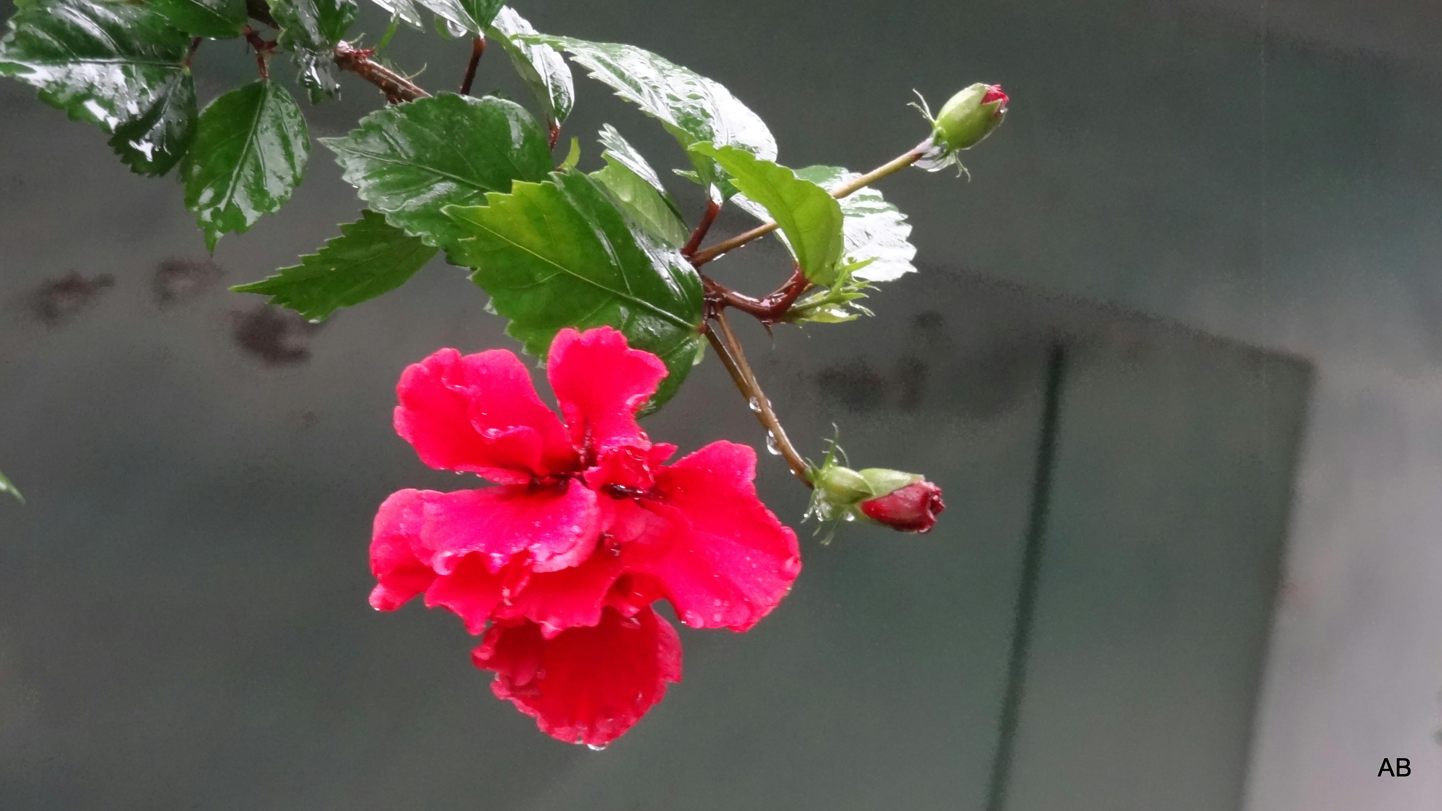 Closeup of Red Flowers on Branch · Free Stock Photo