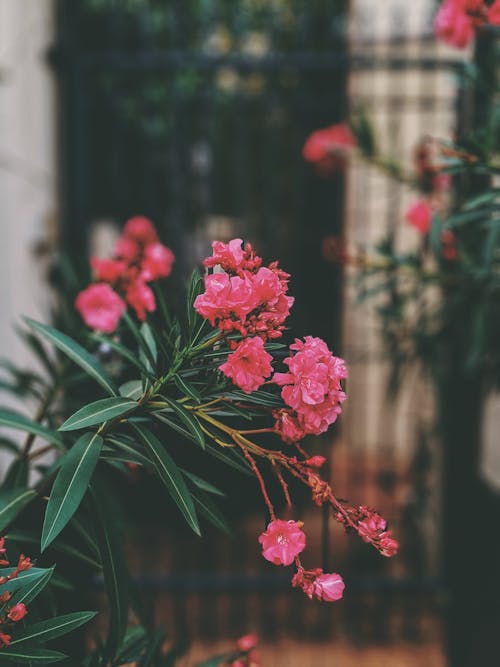 Photo De Mise Au Point Peu Profonde De Fleurs Roses