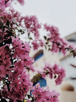 澳大利亚新农场盛开的粉色九重葛花特写，背景建筑模糊，充满活力