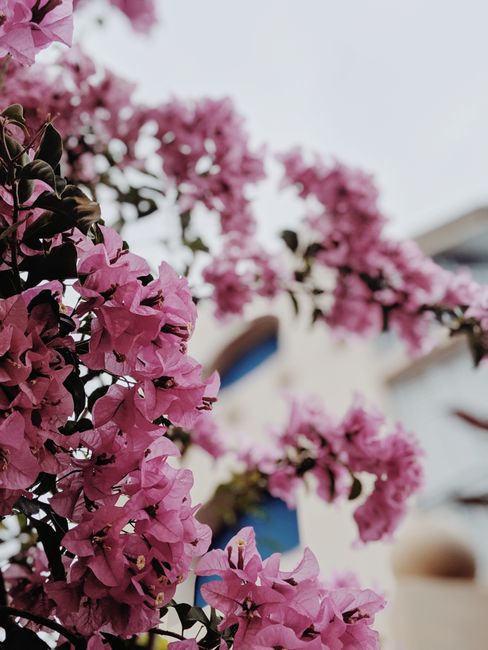 Close-up of vibrant pink bougainvillea flowers blooming in New Farm, Australia, with a blurred building backdrop.