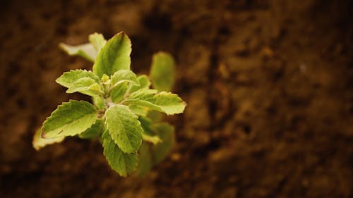Free Close-up of Fresh Green Plant Stock Photo