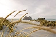 新西兰塔斯曼日落时，瓦拉里基海滩的风景，前景是草地