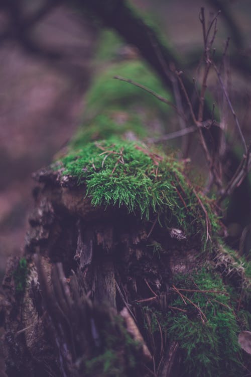 Green Moss on Brown Tree Trunk