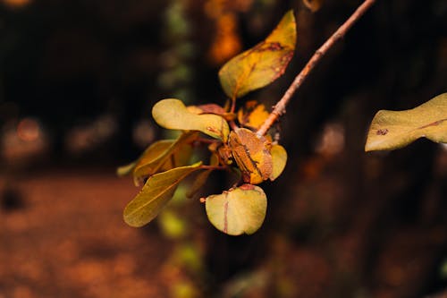 メンドーサ, 冬の森, 森林の無料の写真素材