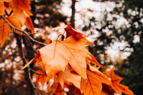 Gratis stockfoto met Bos, mendoza, schoonheid van de natuur