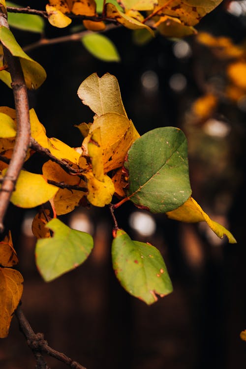 Ilmainen kuvapankkikuva tunnisteilla luonnon kauneus, mendoza, metsä