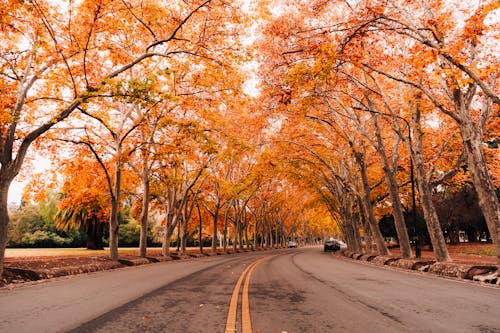 Gratis stockfoto met Bos, mendoza, schoonheid van de natuur