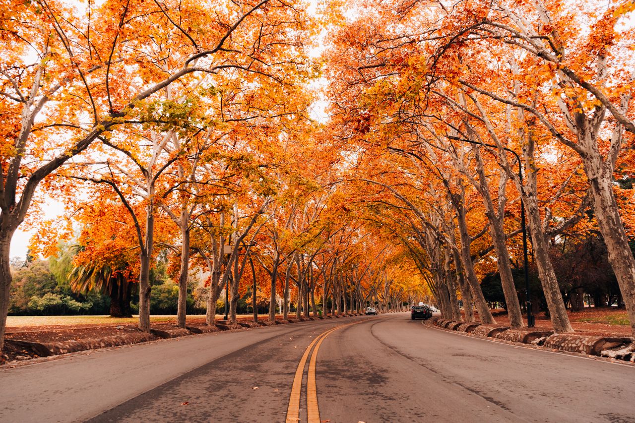 allée automnale feuillage orange voyage octobre