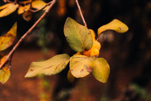 メンドーサ, 冬の森, 森林の無料の写真素材