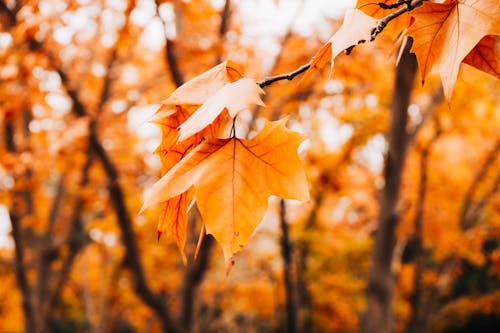 Gratis stockfoto met Bos, mendoza, schoonheid van de natuur