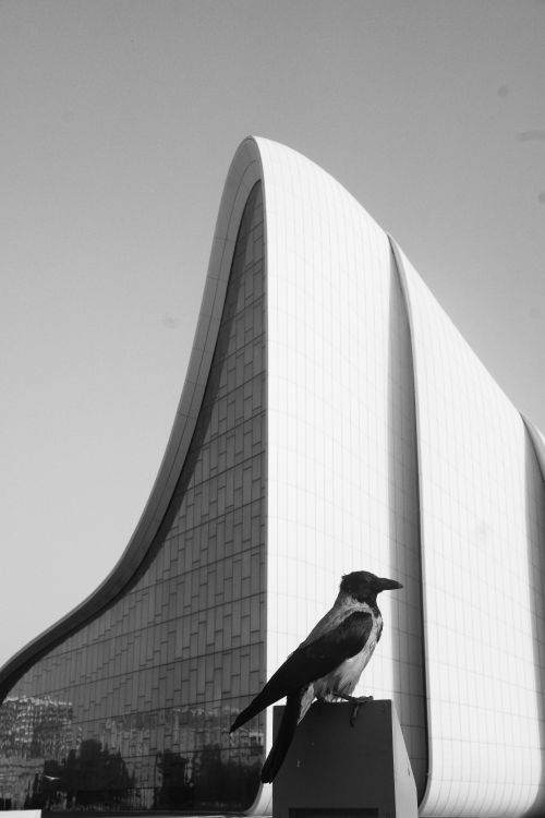 Free Monochrome photo capturing a crow with a stunning architectural backdrop. Ideal for design concepts. Stock Photo