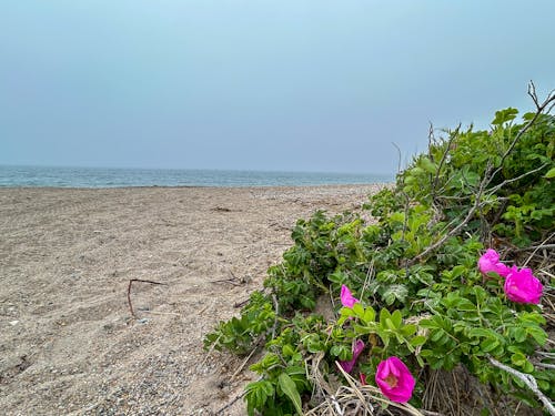 Pink Beach Roses on a Foggy Day