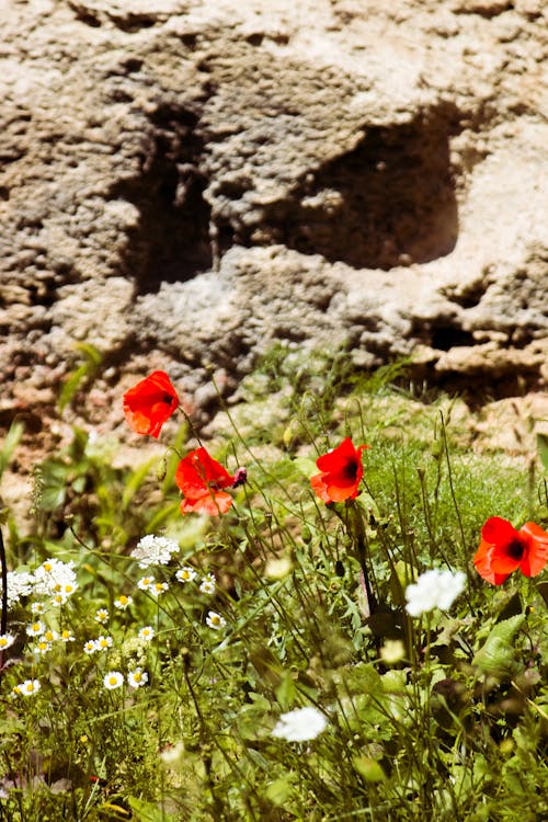 Free stock photo of blooms