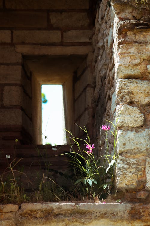 Free stock photo of blooms