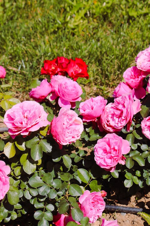 Free stock photo of pink rose, rosa