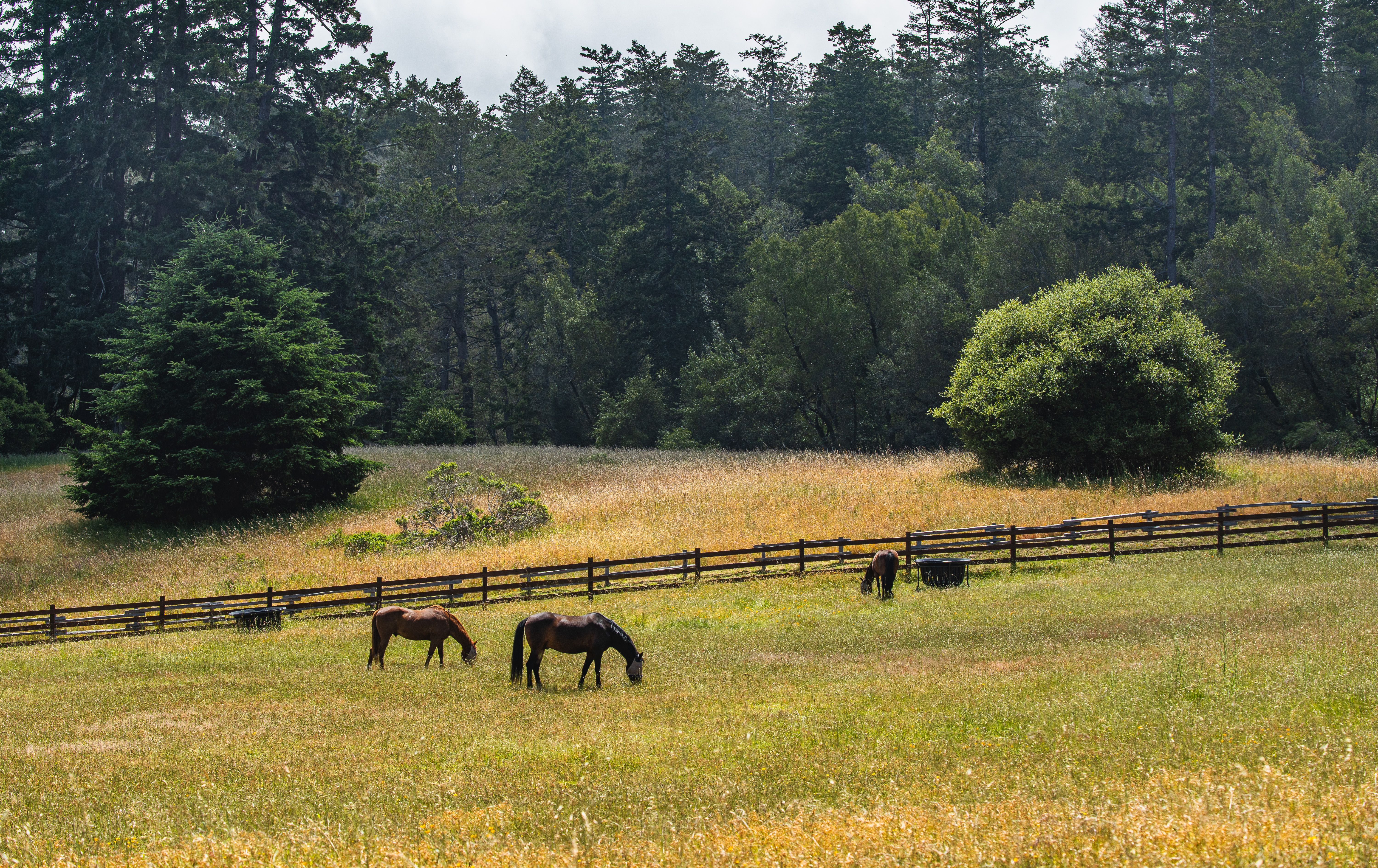 Horses Grazing in a Fenced Pasture Near the Forest · Free Stock Photo
