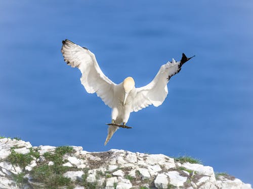 Free stock photo of beauty in nature, bird flying, cliff rocks