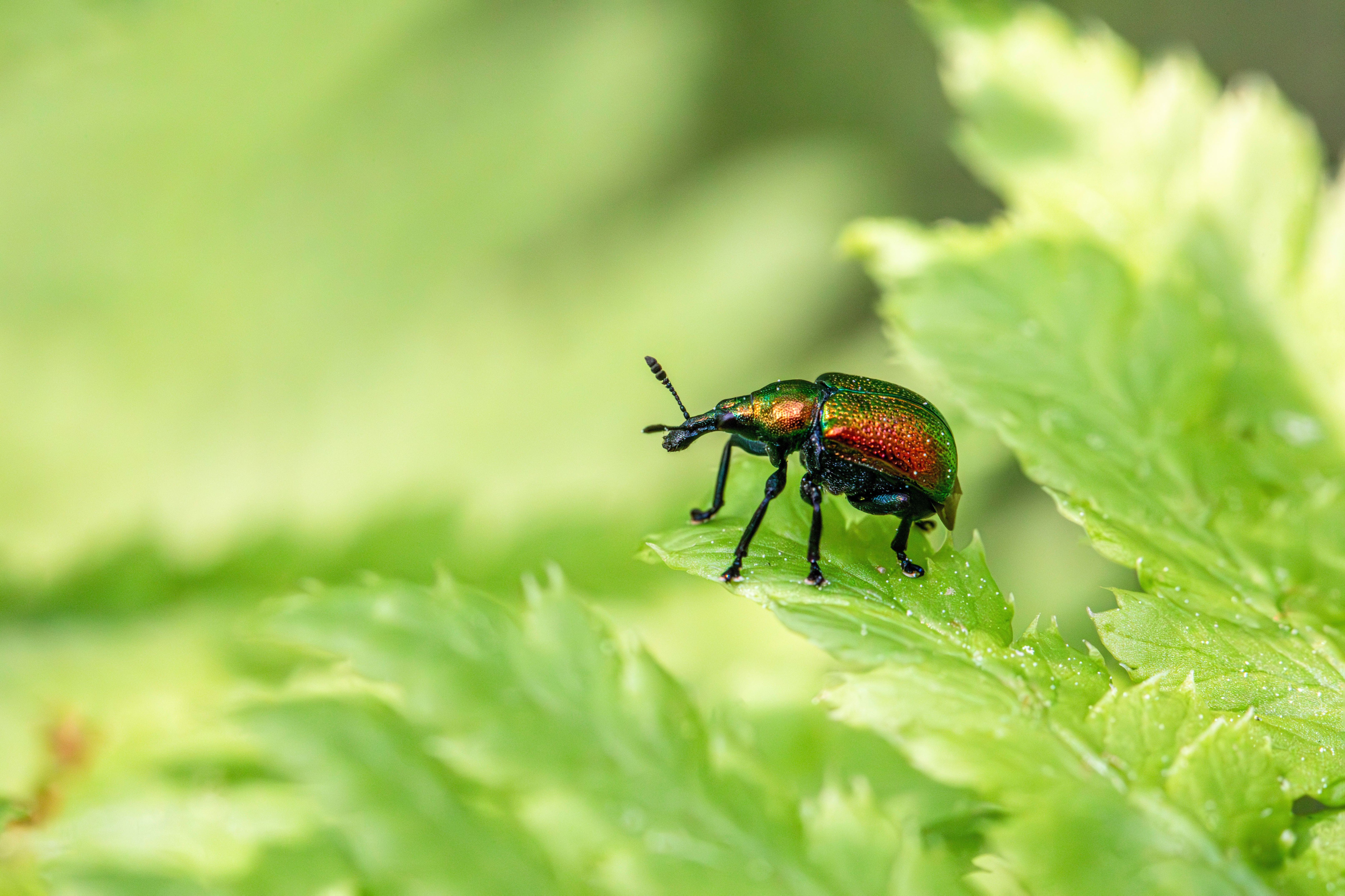 A beetle is sitting on top of a green leaf · Free Stock Photo