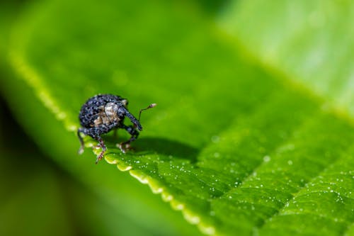保护生物学, 农业害虫, 叶甲虫 的 免费素材图片