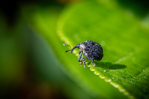Free Detailed close-up of a snout beetle (cionus tuberculosus) on a vibrant green leaf. Stock Photo