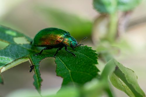 Free Vibrant green beetle resting on a leaf with a blurred natural background. Stock Photo