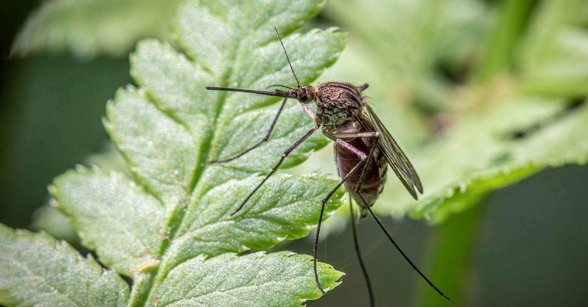 CDC Develops New Algorithm for Malaria Diagnosis in the U.S.