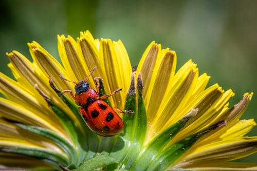 Ingyenes stockfotó a biológiai sokféleség, apró, beetle témában