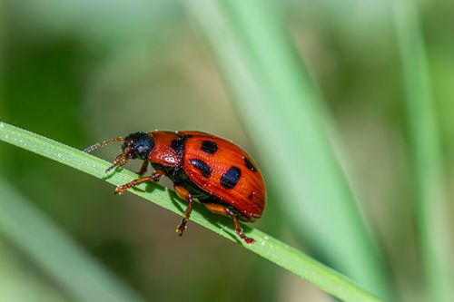 Free Detailed close-up of a Gonioctena viminalis leaf beetle on a grass blade. Stock Photo