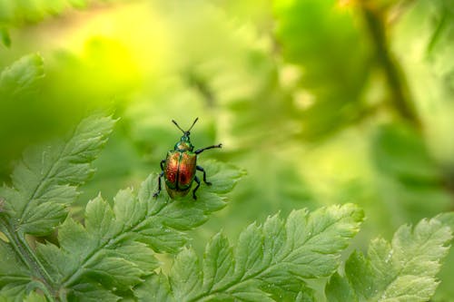 Foto stok gratis beetle, berbayang, biologi