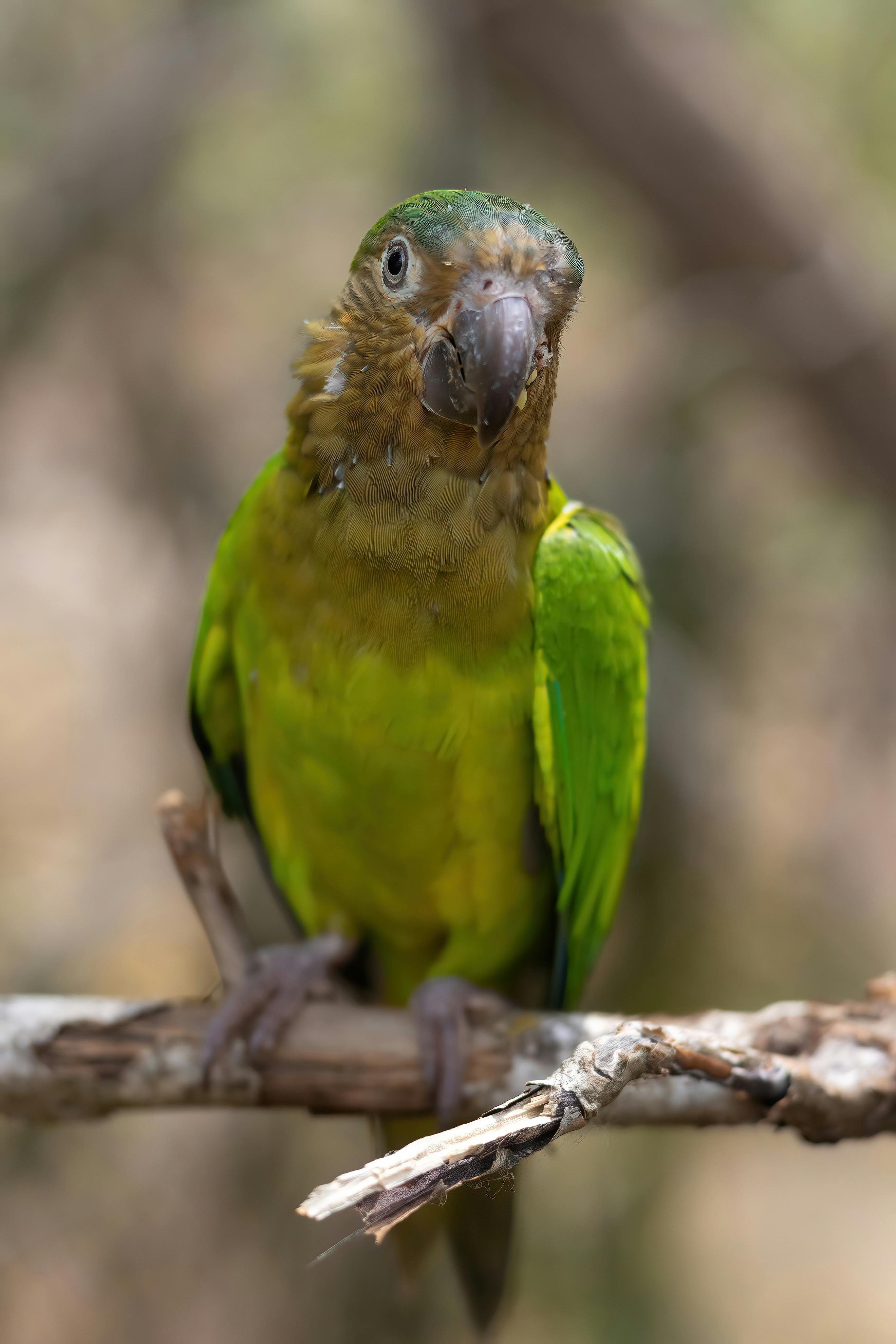 A vibrant Brown-Throated Parakeet perched on a branch in a tropical setting in Colombia.