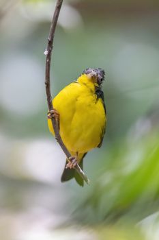 A vibrant Canada Warbler (Cardellina canadensis) resting on a branch in Bolívar, Colombia.