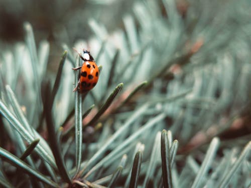 Close-up of Ladybug on Grass