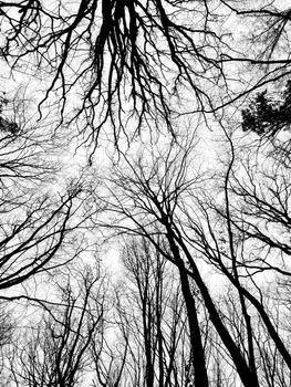 Artistic black and white perspective of bare tree branches in winter.