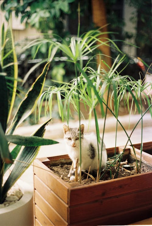 A cat sitting in a wooden planter with plants