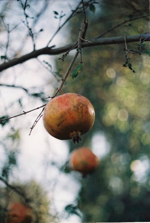 A pomegranate hanging from a tree in the garden