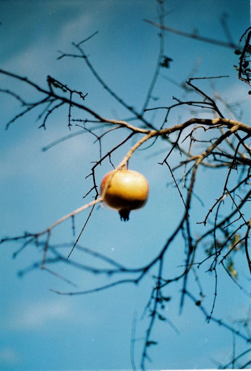 A pomegranate on a tree branch with a blue sky