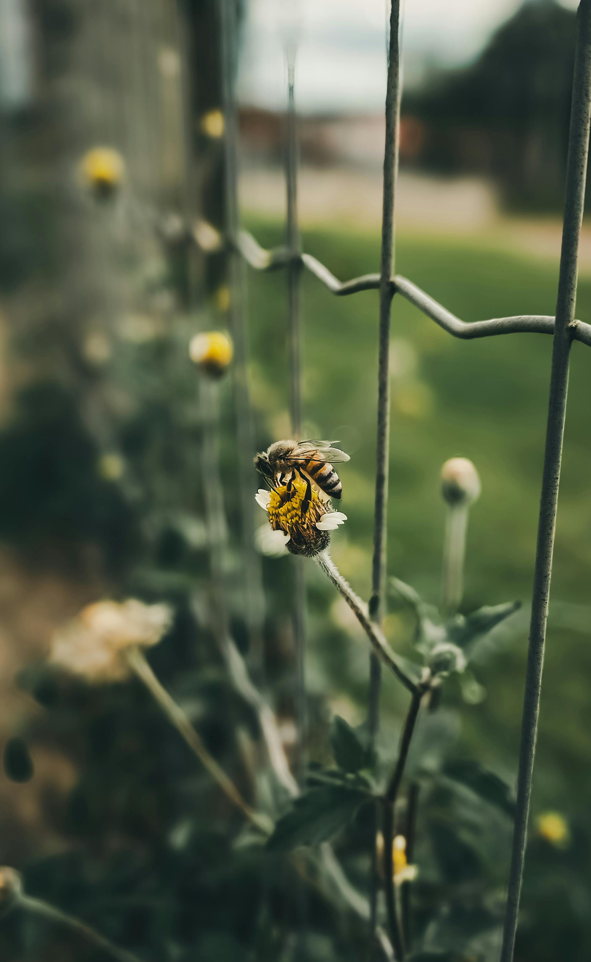 A close-up of a bee pollinating a wildflower against a metal fence in an outdoor setting.