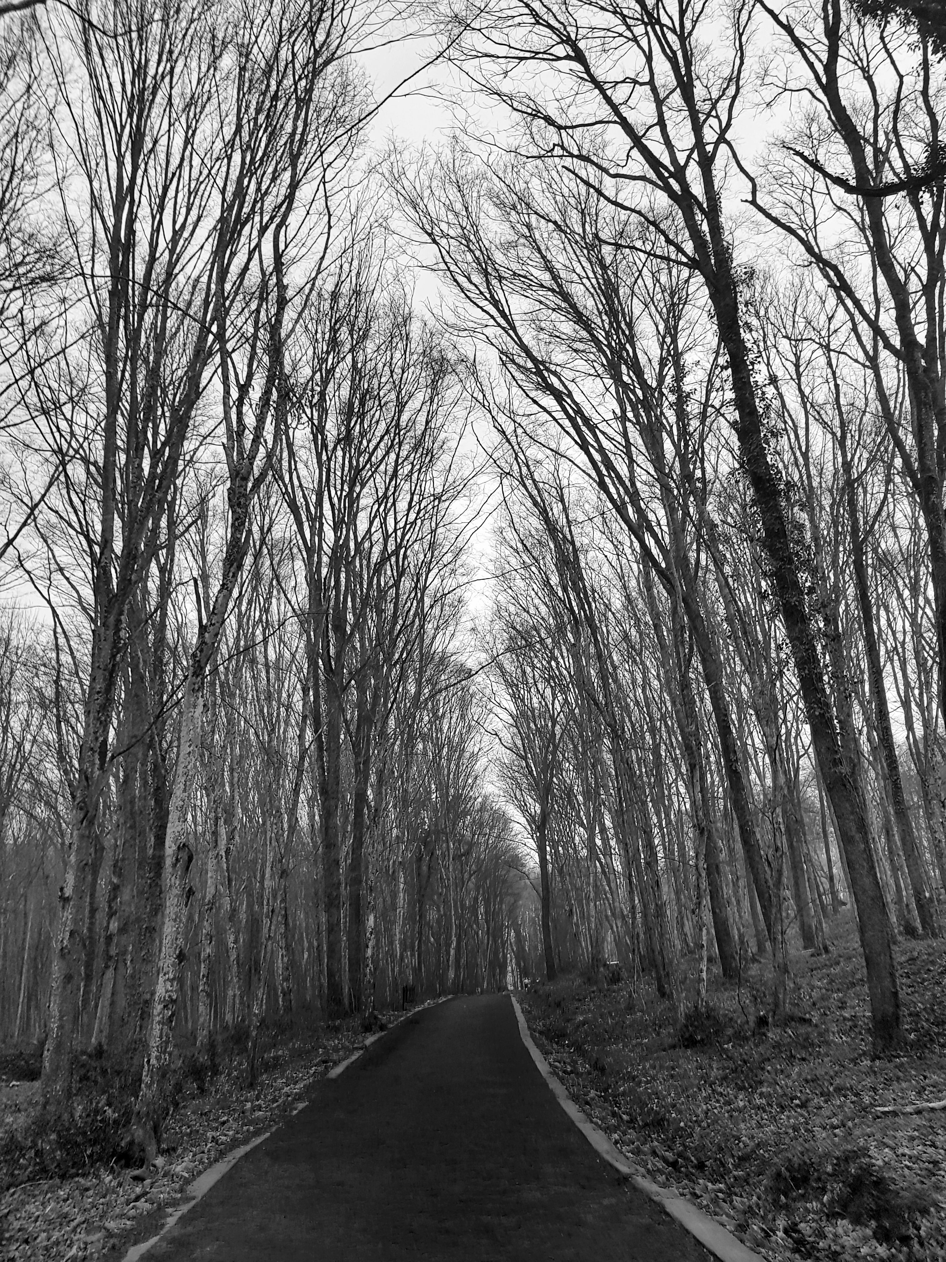 Bare Trees Beside Road · Free Stock Photo