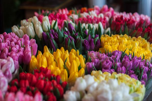 Colourful tulips arranged for a corporate display