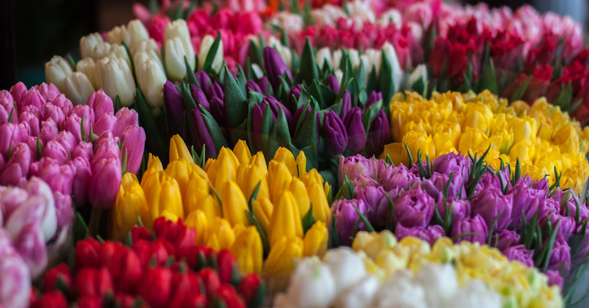 Close-up of Multi Colored Tulips