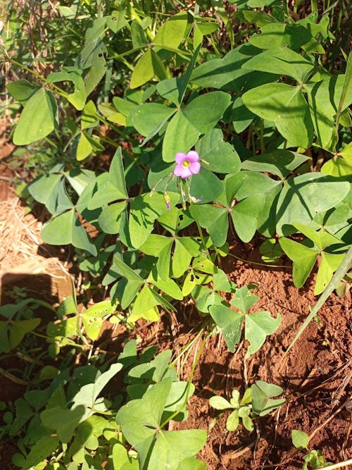 Imagine de stoc gratuită din flawers, floră, flwers natura