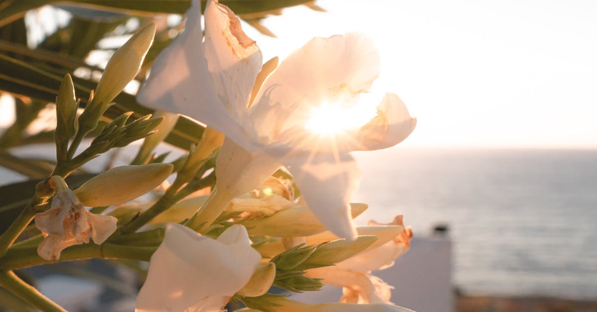 Sunlight filters through blooming white oleander flowers on a Moroccan balcony, offering serene coastal views.