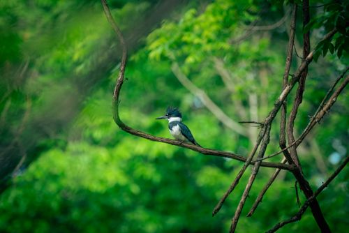 Free A kingfisher sits on a twisted branch amidst vibrant green foliage, showcasing serene wildlife in nature. Stock Photo